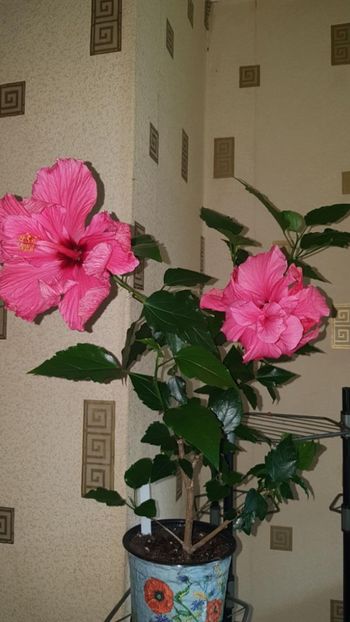 Messenger_creation_5A50457F-013D-4B3B-A4AB-D7FBC0B68AB5 - 0-2018 -Hibiscusi
