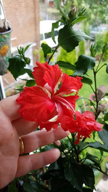 Messenger_creation_87A9959A-818D-4A80-BA8B-F2F2759491DF - 0-2018 -Hibiscusi