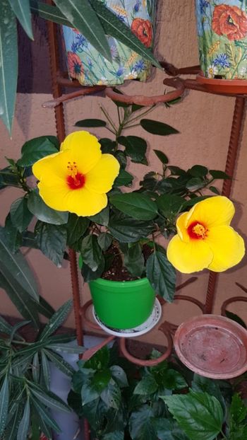 Messenger_creation_FB6DEC9B-2535-483A-AB00-E47103DA62F8 - 0-2018 -Hibiscusi