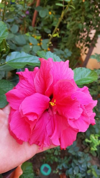 Messenger_creation_369F9330-94D0-4FA2-9912-CBDFE3A94E6A - 0-2018 -Hibiscusi