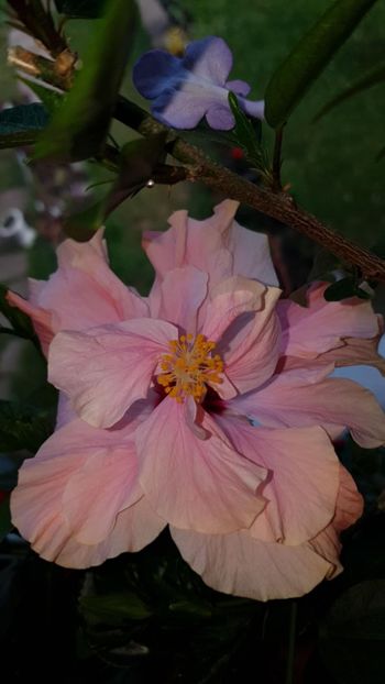 Messenger_creation_13A5B71B-7735-4AEC-88A6-97B4F7FA6E22 - 0-2018 -Hibiscusi