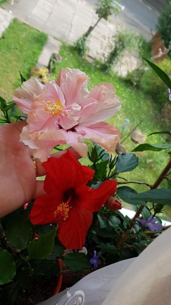 Messenger_creation_73B3893D-9A0A-4D0C-9AD1-A3A259F9E022 - 0-2018 -Hibiscusi