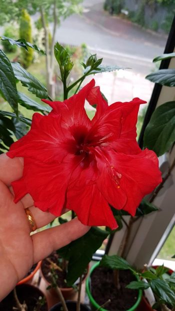 Messenger_creation_2A84B480-9D33-4745-B82F-F93291AE1D1C - 0-2018 -Hibiscusi