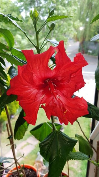 Messenger_creation_AD8E77A0-2983-4E7A-AA16-D45319C1751E - 0-2018 -Hibiscusi