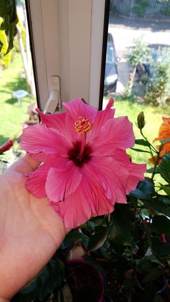 Messenger_creation_C4070ACD-2329-4E6D-9BA1-B3C070BD6D4B - 0-2018 -Hibiscusi