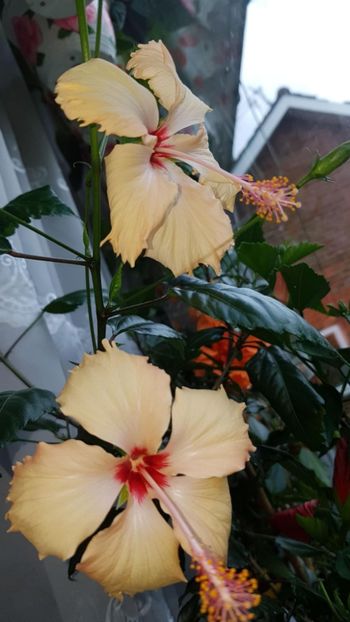 Messenger_creation_44C08F51-6778-4896-9921-8F1F90A2CC57 - 0-2018 -Hibiscusi
