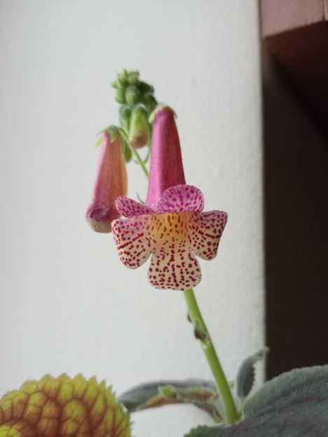 RFs Firetrower - Smithianthe