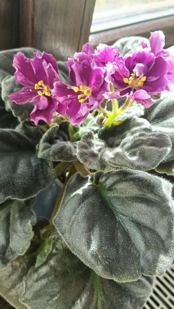  - KZ-YELANNAIA GOSTIA