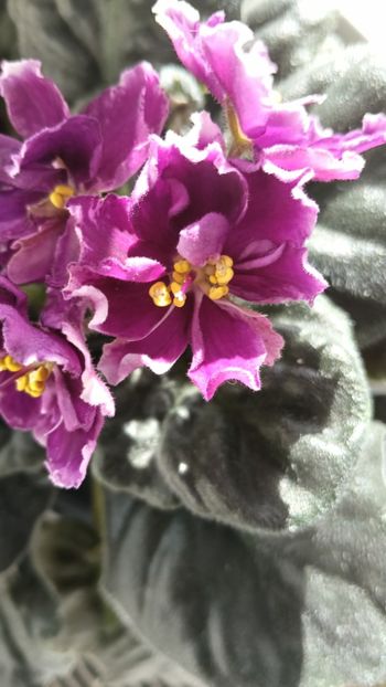  - KZ-YELANNAIA GOSTIA