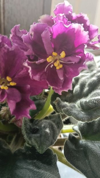  - KZ-YELANNAIA GOSTIA