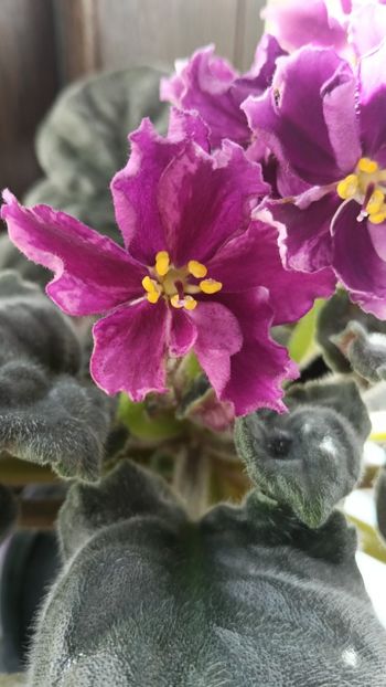  - KZ-YELANNAIA GOSTIA