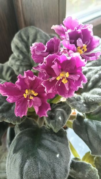  - KZ-YELANNAIA GOSTIA