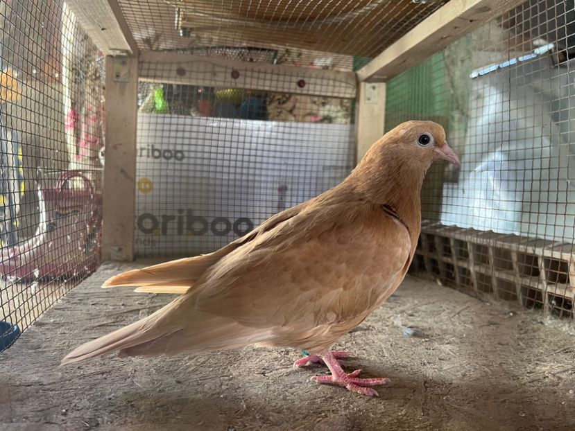 0158084/25 - 8-lot zbor 2025