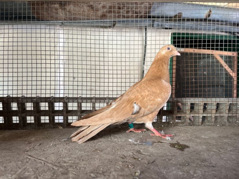 0158083/25 - 8-lot zbor 2025