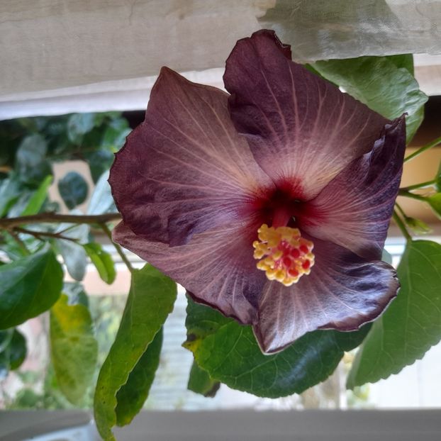 11.10.2025 - HIBISCUSI 2025-5