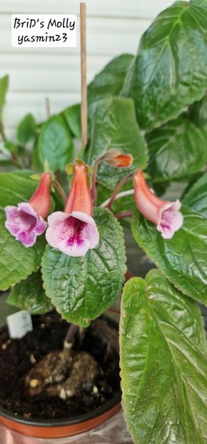  - Sinningia BriDs Molly