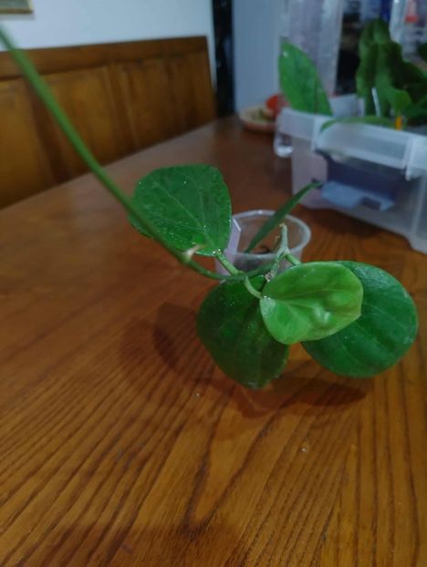 11 octombrie 2025 - Hoya citrina