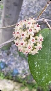 foto net - Hoya citrina