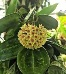 foto net - Hoya Hanhihaie Yellow