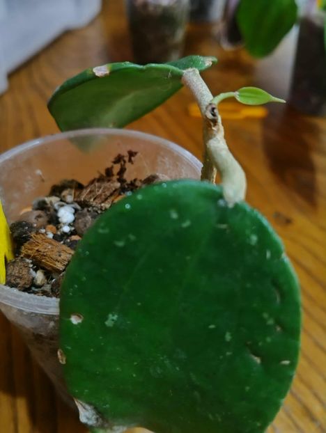 11 octombrie 2025 - Hoya Hanhihaie Yellow