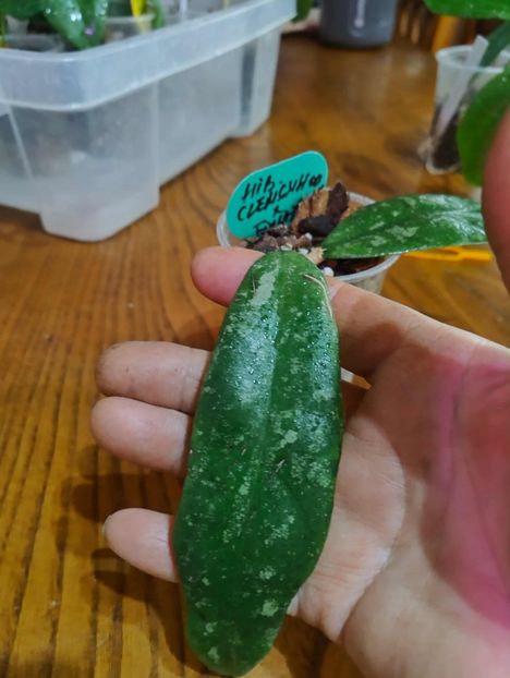 11 octombrie 2025 - Hoya Hibrid Clemensiorum x Finlaysonii