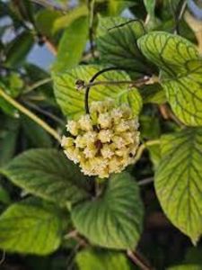 foto net - Hoya Mereduthi Gigant