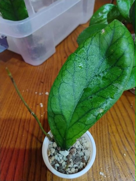 11 octombrie 2025 - Hoya Mereduthi Gigant