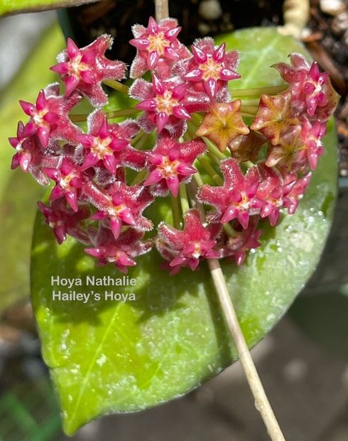 foto net - Hoya Nathalie