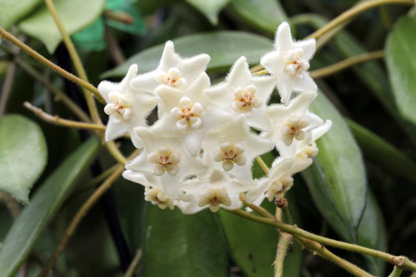 foto net - Hoya Siamica