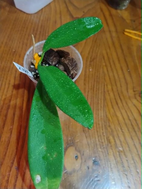 11 octombrie 2025 - Hoya Siamica