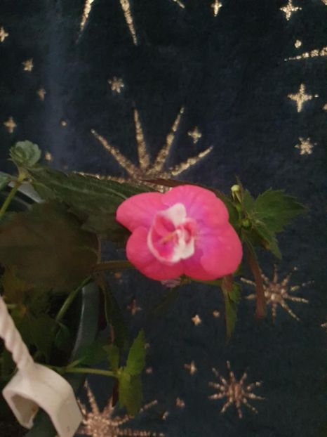 Messenger_creation_434546AF-BA45-4154-890D-DAA970924D67 - Dream Time