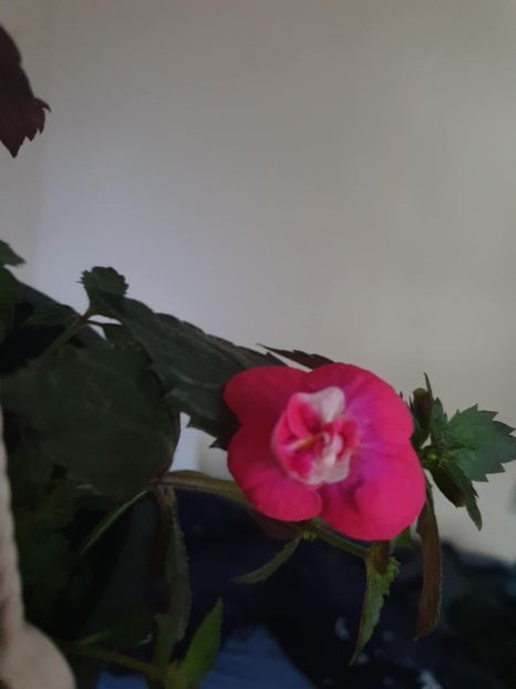 Messenger_creation_8AB3C43D-9564-4D50-AC2F-D40775C879D0 - Dream Time