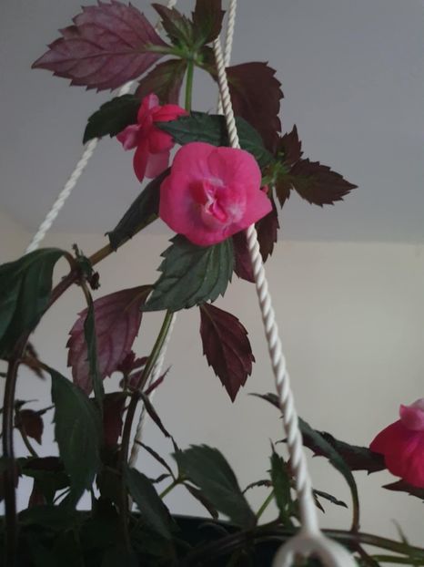 Messenger_creation_BAB87DEC-D97F-41A0-AF9B-3D00BD90521A - Dream Time