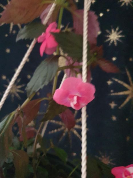 Messenger_creation_5CED0694-F486-4B0D-97B8-ACC510D3FD3C - Dream Time