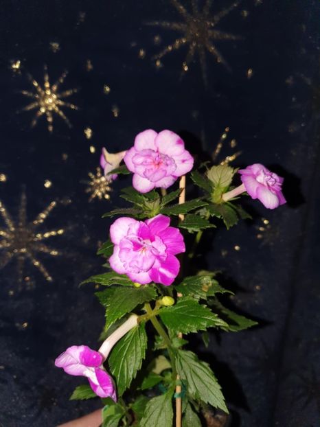 Messenger_creation_4AA86887-790C-4452-B4C4-C73B3F2C79C9 - Queen of Lance