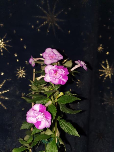 Messenger_creation_F714A0EA-4779-4F1C-84B6-9CDBF2CDDF2B - Queen of Lance