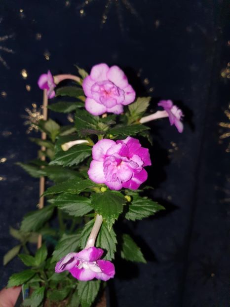 Messenger_creation_9AC00A8B-DB10-49A3-95A7-79C993EF37E4 - Queen of Lance