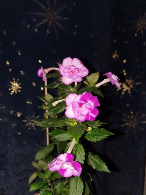 Messenger_creation_1D351BD3-D091-4214-90F1-FB1A7E578DBA - Queen of Lance