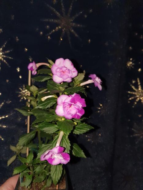 Messenger_creation_0135024F-998A-4AC7-B4E6-82A475BC15BF - Queen of Lance