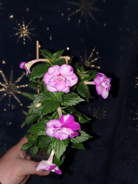 Messenger_creation_64774D49-1077-4065-84A0-AD1FC2B76315 - Queen of Lance