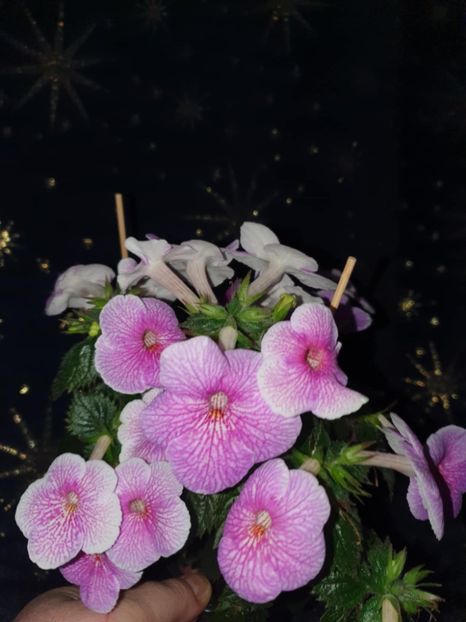 Messenger_creation_E8A57DBD-AA1D-44F4-A601-FC5D6E8592DF - Charles Martel