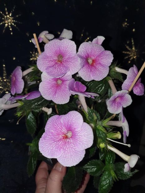 Messenger_creation_5FCB580F-550D-4E03-B56B-8EC2B5709AE3 - Charles Martel