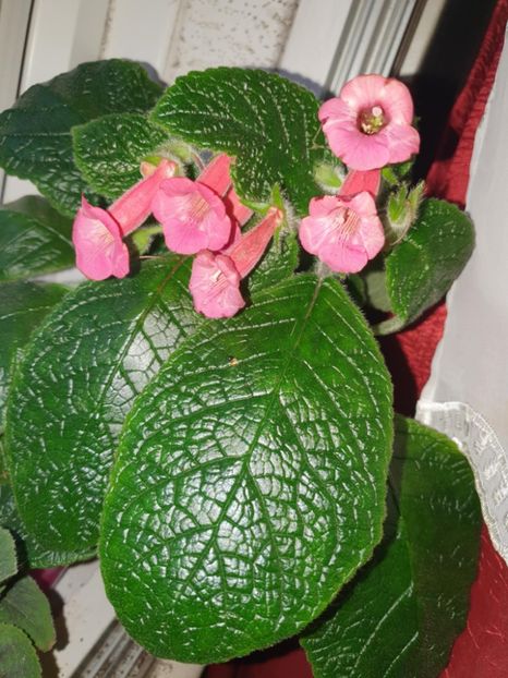 Messenger_creation_4D4F7FBD-916C-4642-A5F1-14CCF87FF8F6 - Sinningia Spring Melody