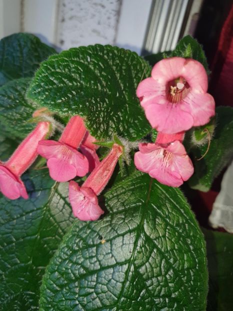 Messenger_creation_DCE55334-535D-40E9-8176-0BC9F2DBCF61 - Sinningia Spring Melody