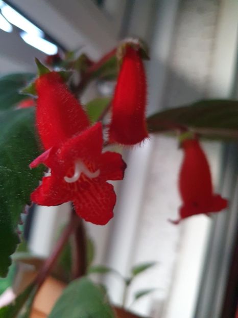 Messenger_creation_298FEB5A-2775-4FEF-BDCA-E9FE259D4CA8 - -Kohleria Erianta