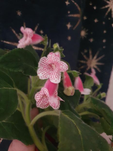 Messenger_creation_5B872F2A-1FDB-4518-BE3E-84C69D01F5D5 - -Kohleria Ni is Nasca