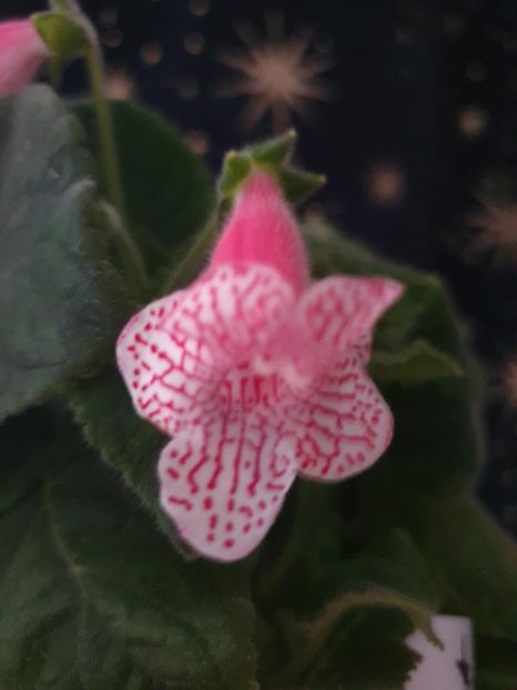 Messenger_creation_FCA742B8-967C-4B4E-BD60-81F53F165F95 - -Kohleria Ni is Nasca