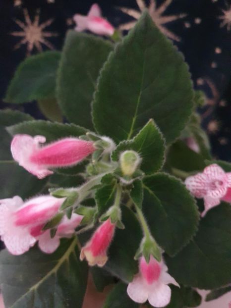 Messenger_creation_21A17DEE-4018-487A-A1E0-97AE2CA86C1C - -Kohleria Ni is Nasca
