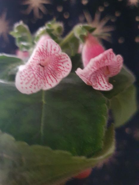 Messenger_creation_387664BD-2C40-4E45-A770-65AF77A198B4 - -Kohleria Ni is Nasca