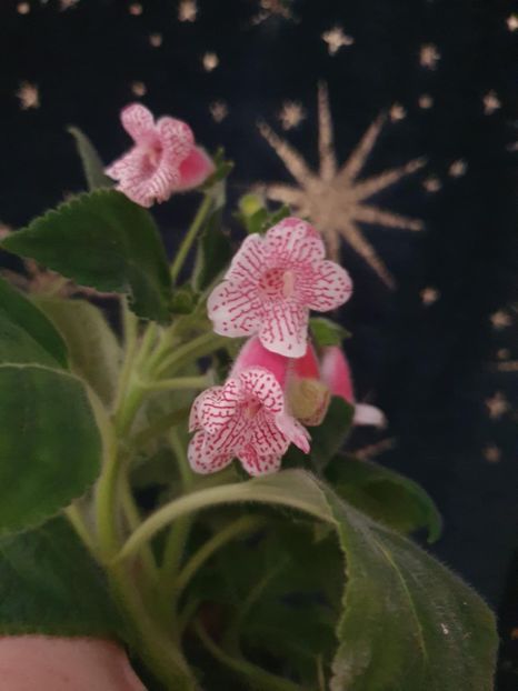 Messenger_creation_BA5970D8-BDDE-4EA8-A42A-E3D0D28AE746 - -Kohleria Ni is Nasca